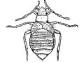 Aepophilus bonnairei